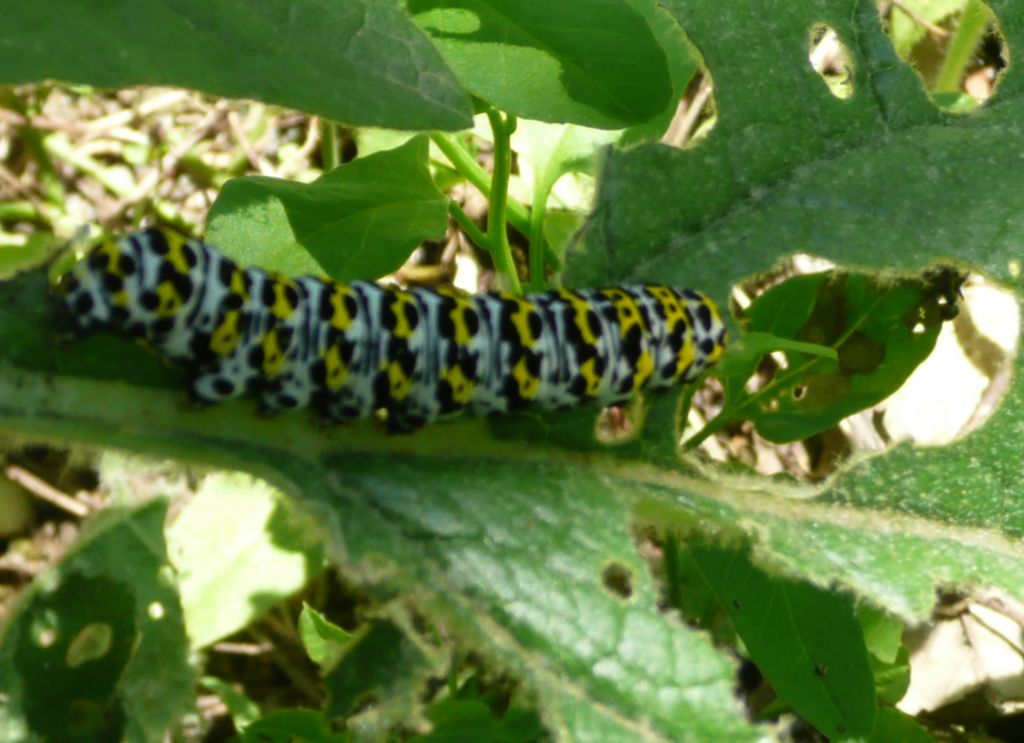 Iphiclides podalirius